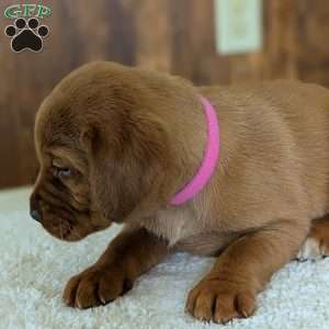 Scarlet, Fox Red Labrador Retriever Puppy